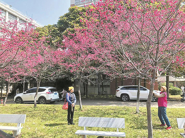 華南農業大學內，櫻花已在怒放。