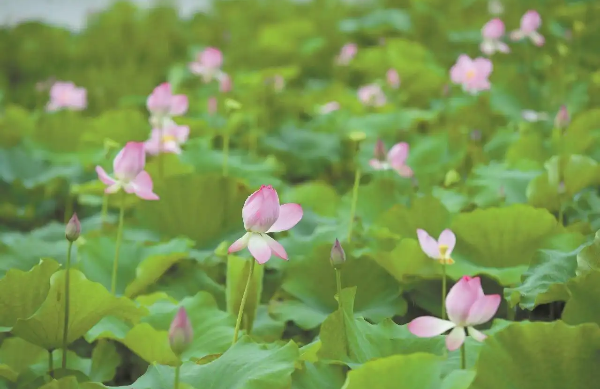 陽江海陵島160畝荷花進入盛花期