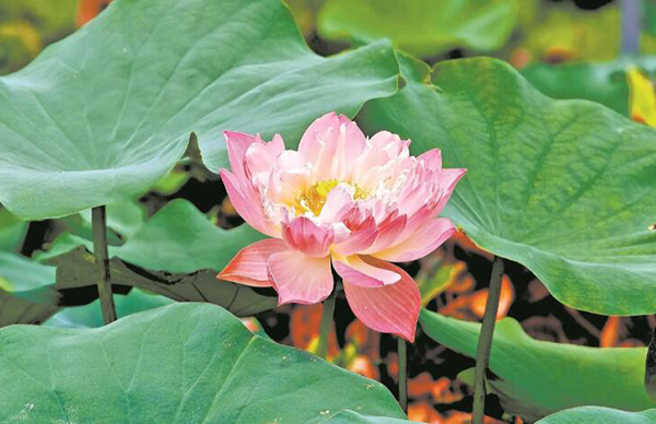 廣州云溪植物園“水中牡丹”迎客 太空育種品種“太空紅旗”首次亮相