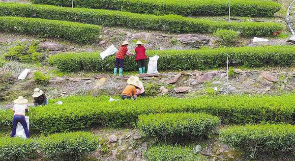 梅州市梅江區：產業強區蓄動能 筑牢發展硬支撐